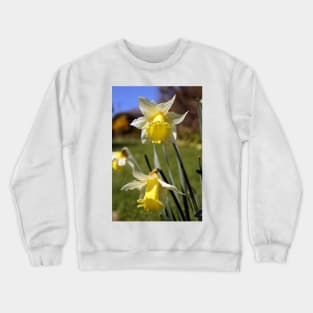Speckled Daffodils Crewneck Sweatshirt